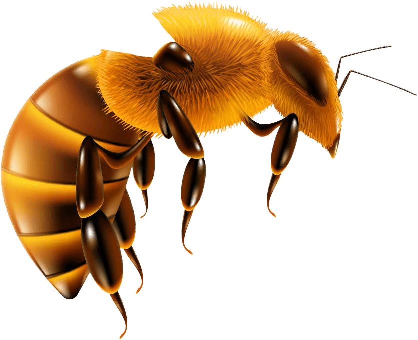 bee body 1.png