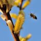 Curiosidades sobre las abejas y producción de miel natural sostenible.